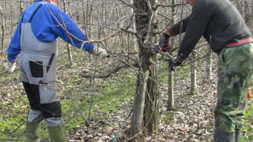 Dnevnica 70 KM, ali nitko ne želi raditi!
