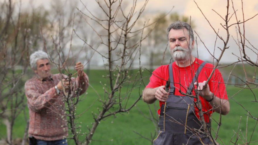 Najpopularnije sadnice jabuke i lijeske!