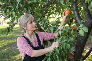 Kako ostvariti potporu za jabuke i mandarine?
