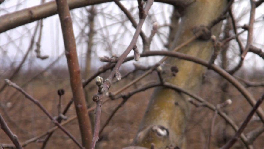 Voće odoleva niskim temperaturama, ove godine biće dobrog prinosa?