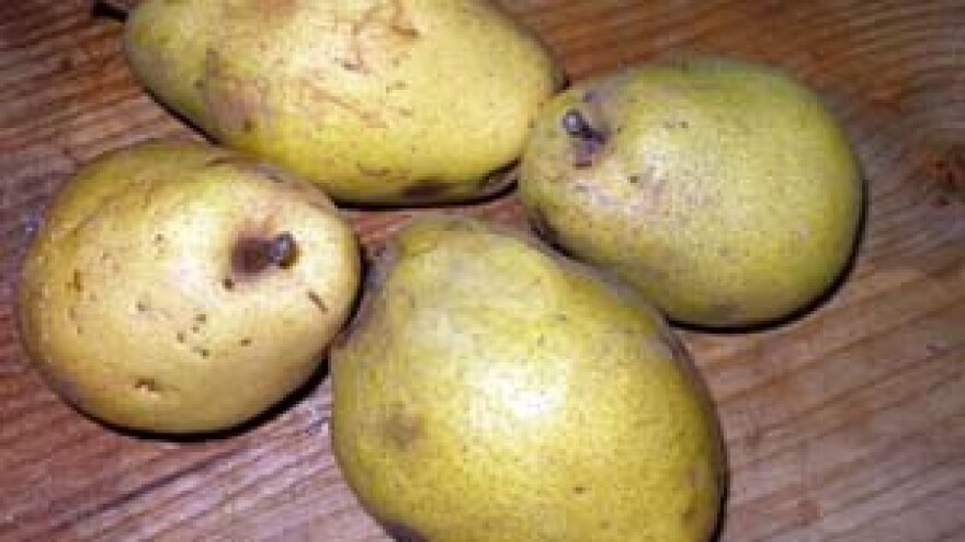 Stare sorte ujesen nas daruju