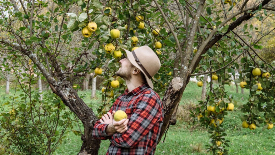 Paraliza španjolskog tržišta voća