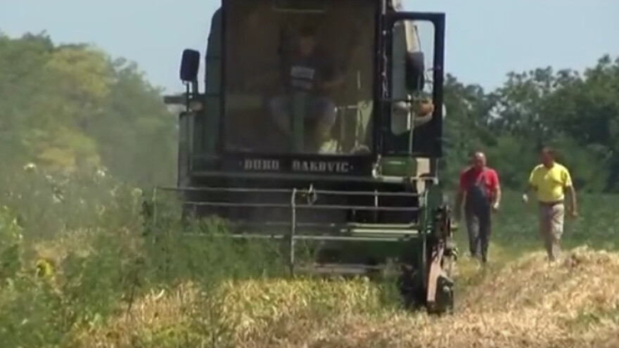 Polovicom lipnja u žetvu uljane repice i ječma