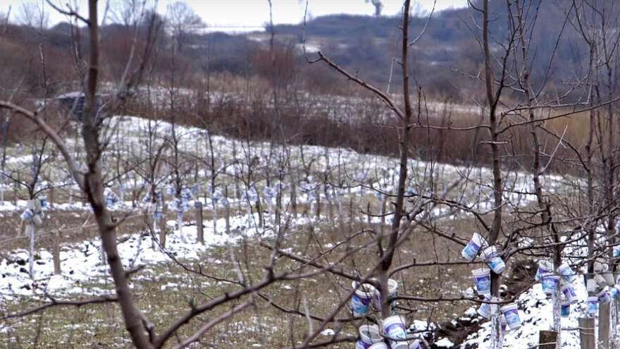 Uzgoj šljiva i dunja u opštini Ražanj