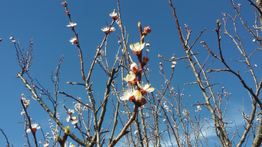 Hemijsko tretiranje voća samo po tablici