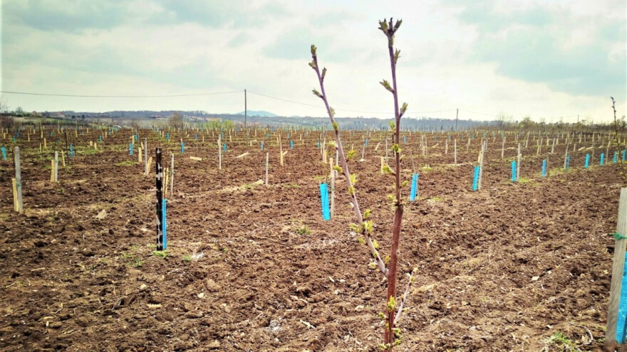 Koje su perspektivne sorte voćaka za gajenje?