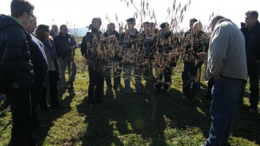 Zašto se voćke suše?