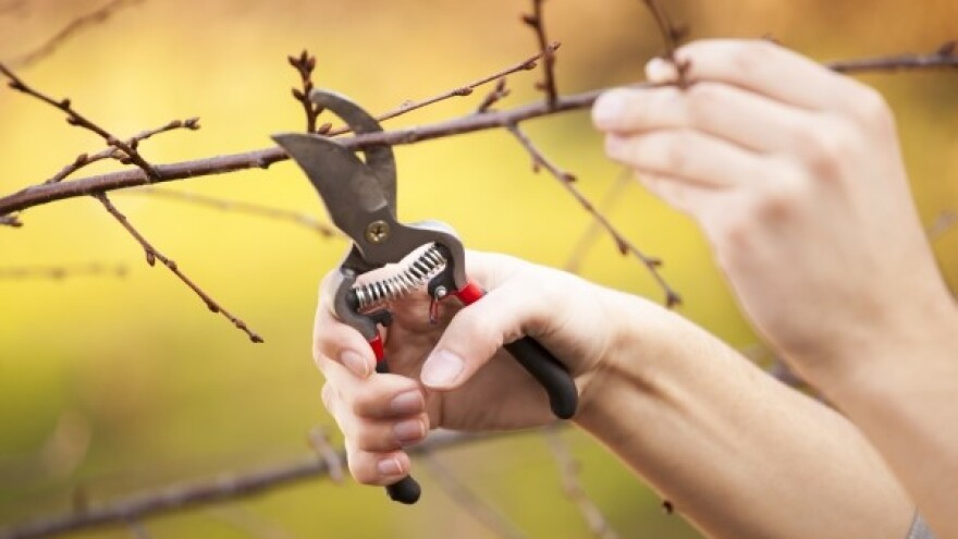 Ove godine u voćnjaku se očekuje slabiji urod