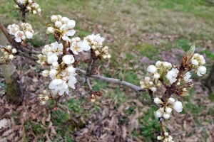 Vegetacija je usporila, ali još uvijek treba biti oprezan zbog mraza