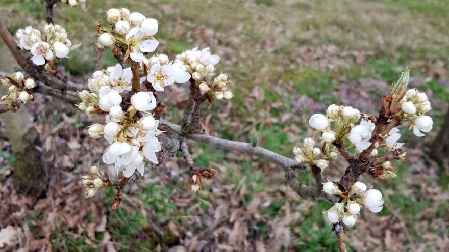 Vegetacija je usporila, ali još uvijek treba biti oprezan zbog mraza