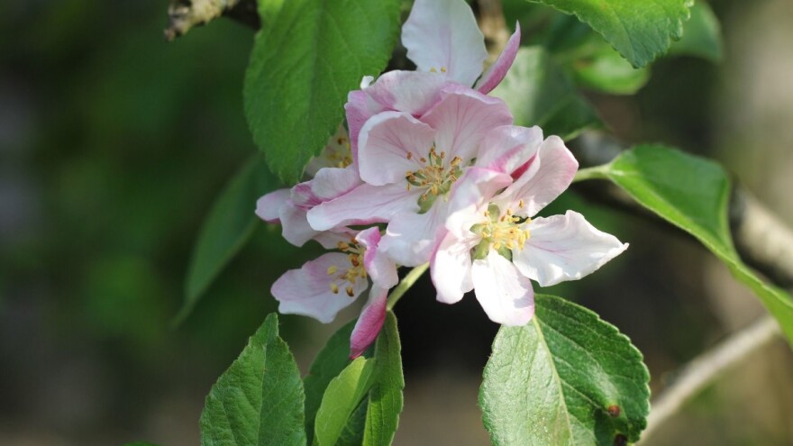 Procvale voćke kao u proljeće - kako spriječiti ovu štetnu pojavu?