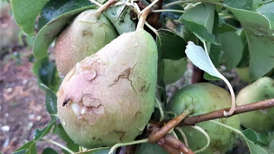 Motivacija za osiguranje proizvodnje - uslov za dobijanje subvencija?