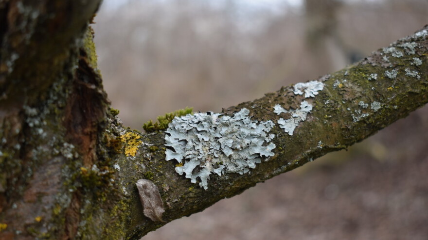 Mahovine i lišajevi iscrpljuju i uništavaju voćna stabla - kako ih ukloniti?