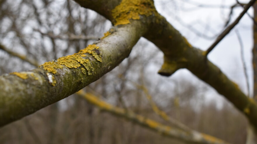 Kako se rešiti lišajeva u voćnjacima?