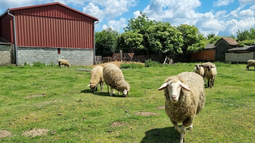 Pad stočarstva uzrokovao i pad ukupne poljoprivredne proizvodnje u 2023.