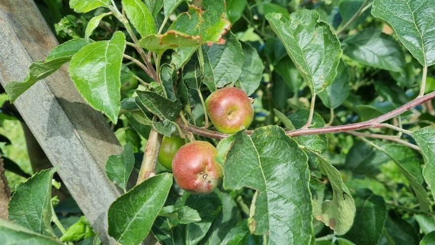 Sve toplije vreme - čađava pegavost lišća i krastavost plodova jabuke u toku