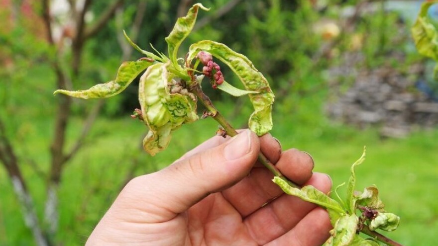 Utvrdite uzrok sušenja voćaka!