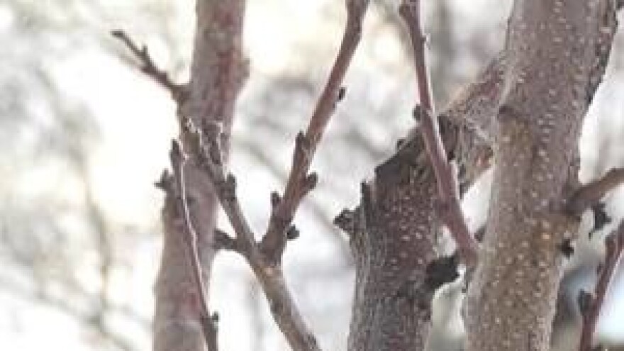Kako očuvati rodnost voćaka?