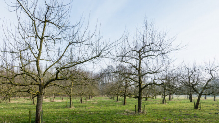 Kako će blaga zima uticati na voćarsku sezonu?