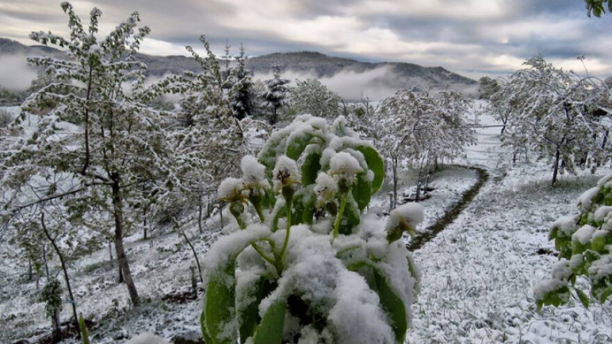 Moguće mjestimično veće štete od mraza nego lani