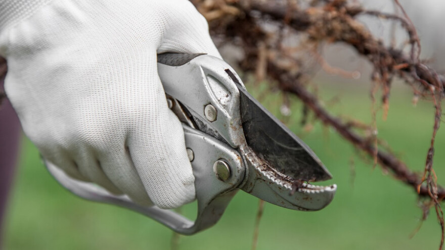 Zabranjen uvoz 10.700 sadnica jabuka