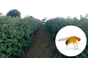 Kako suzbiti Drosophila suzukii, octenu mušicu ploda?