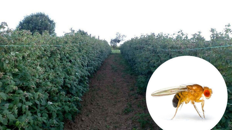 Zabeležene prve jedinke azijske voćne mušice, voćari budite oprezni!