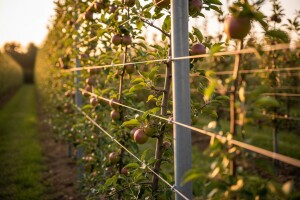 Voćne vrste za uzgoj na žici