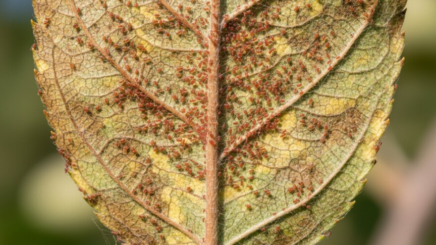 Voćni crveni pauk - opasnost za nasade!