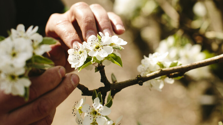 Voćari oprez: U voćnjacima registrovano prisustvo voćnog sipca