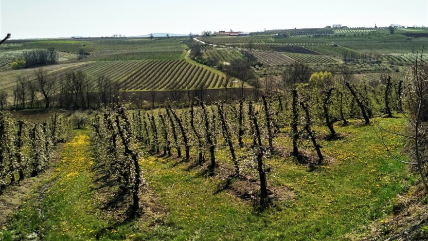 Započet projekat navodnjavanja voća u Topoli vredan oko četiri miliona evra