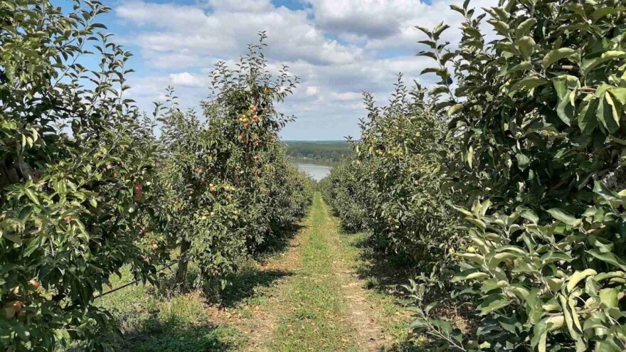 Od četvrtka kiša: Povećana aktivnost insekata