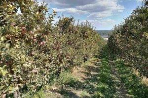 Sa kišom dolaze i jabukin smotavac i krompirov moljac