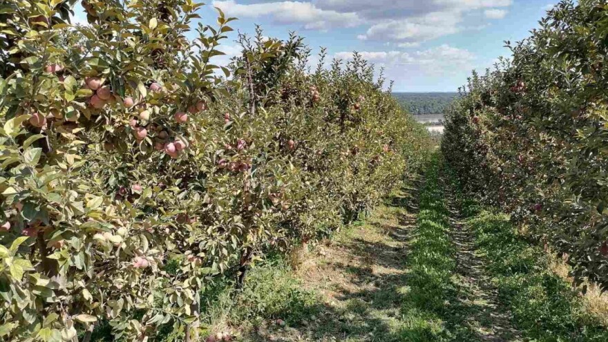 Sa kišom dolaze i jabukin smotavac i krompirov moljac