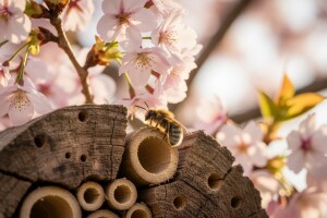Voćnjaci se osuli cvijetom, koliko će toga prijeći u rod