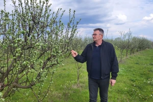 Voćnjaci zasad u dobrom stanju, ali...: "Jedan stupanj dijeli nas od dobre ili izgubljene godine"