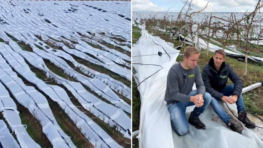 Oluja im uništila skoro 5.000 stabala kajsija, a još otplaćuju kredit