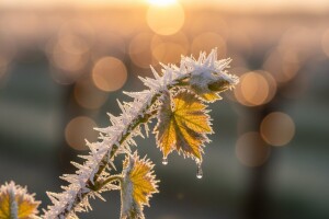 Voćnjacima i vinogradima prijeti mraz