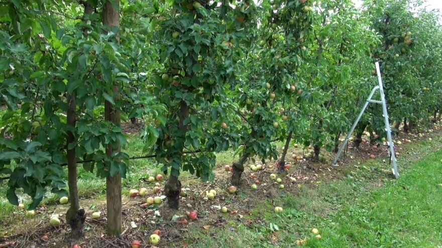 U požaru na OPG-u Aladrović stradalo 30-tak stabala jabuka