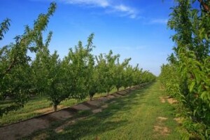 Raspršivači (atomizeri) - primjena u voćarstvu i vinogradarstvu