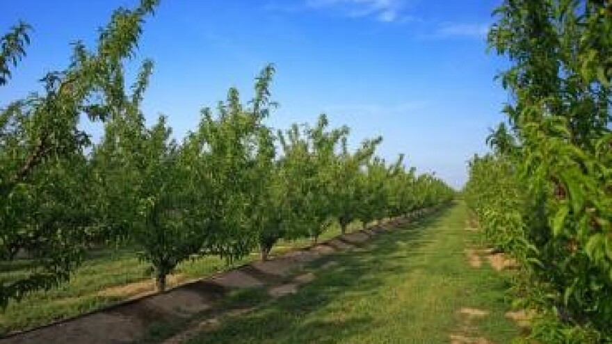 Raspršivači (atomizeri) - primjena u voćarstvu i vinogradarstvu