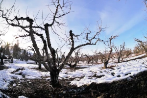 Kako štititi voćke bez primjene pesticida?