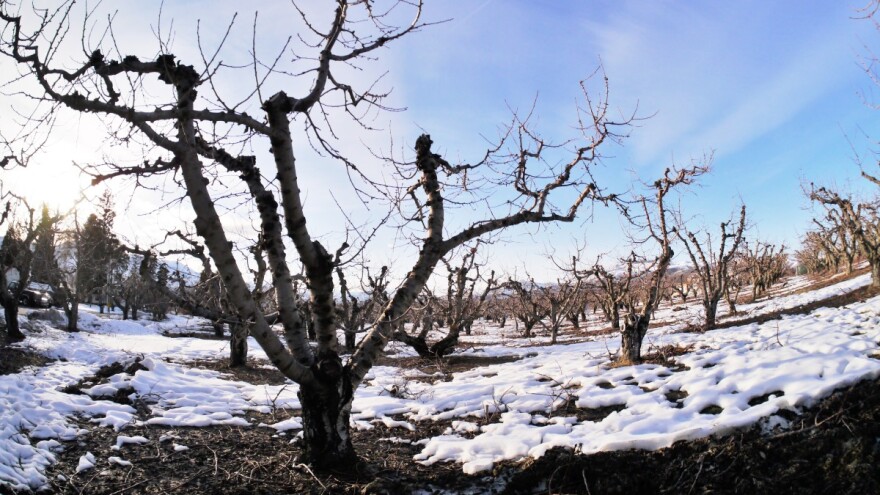 Kako štititi voćke bez primjene pesticida?