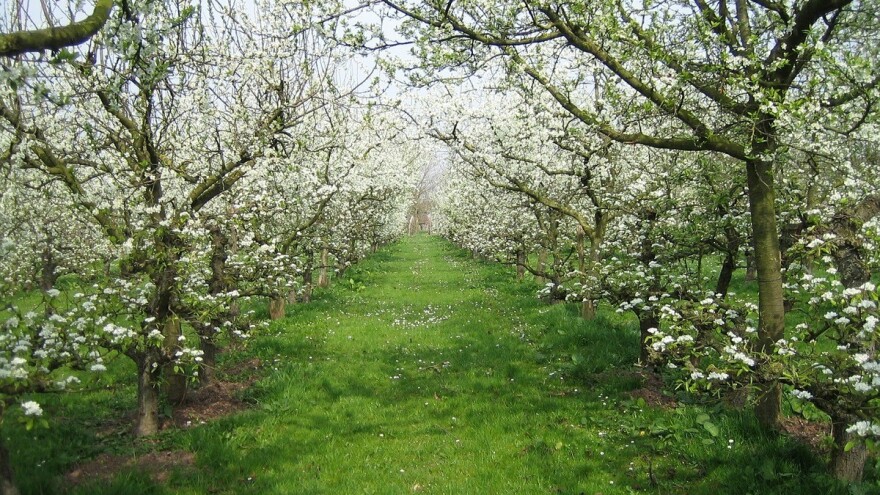 Voćari, zaštitite stabla jabuka, krušaka i koštičavog voća