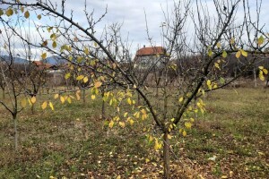 Stigla nam je jesen, a sa njom i snijeg na planinama