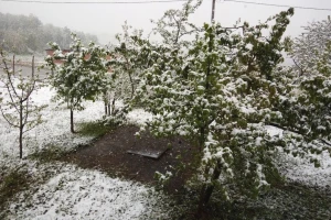 Voćne vrste ugrožene nepovoljnim vremenskim uslovima