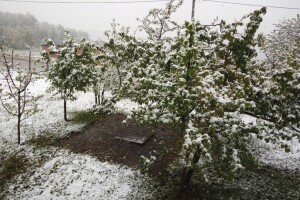 Voćne vrste ugrožene nepovoljnim vremenskim uslovima