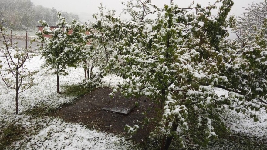 Voćne vrste ugrožene nepovoljnim vremenskim uslovima