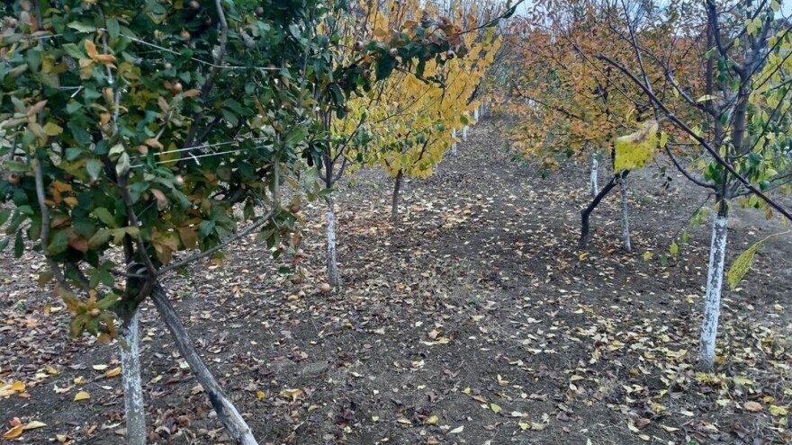 Topla jesen stvara uslove za pojavu glodara i insekata