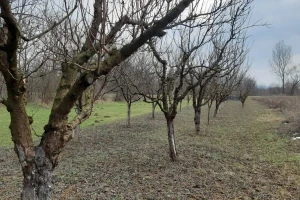 Zima bez padavina ne odgovara voćarstvu